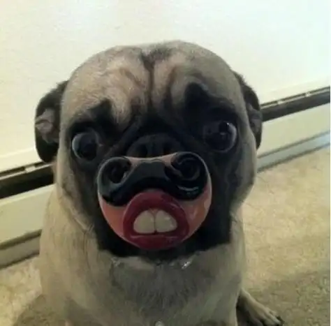 盘点那些能让笑点低的人笑趴的图片    01/21 16:46 逗逗小鲨鱼