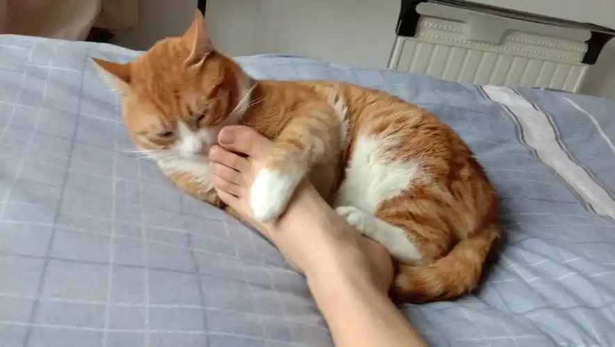 它答应给我捂脚了!