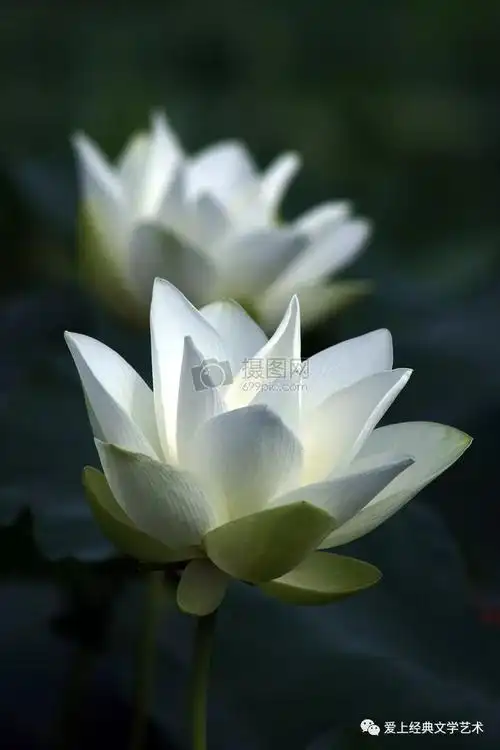 心中开出莲花,世界一片清凉