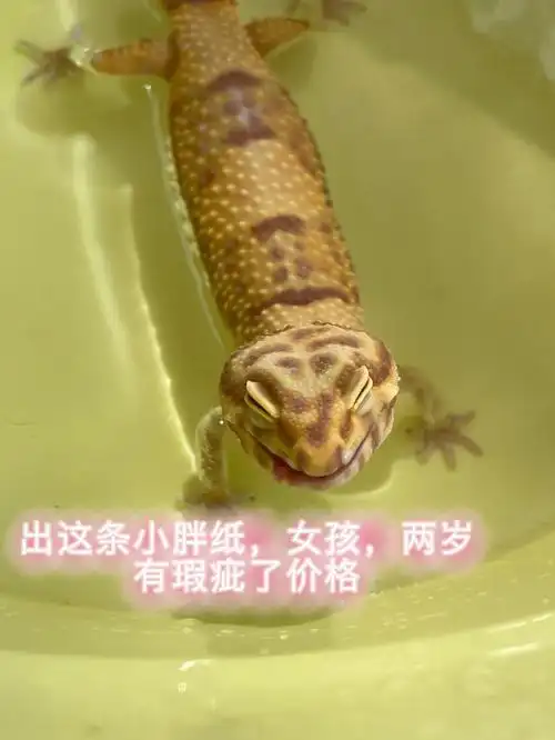 雨水白化豹纹守宫350包邮