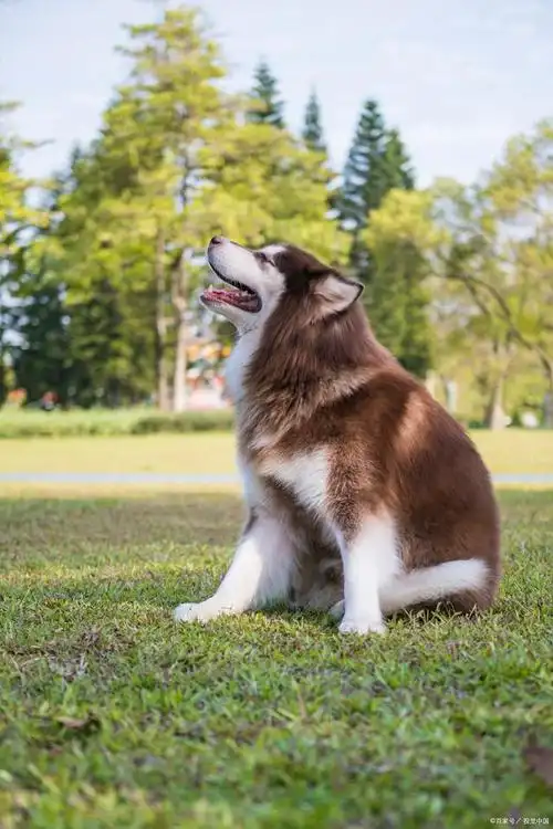 求问:阿拉斯加拉稀怎么办