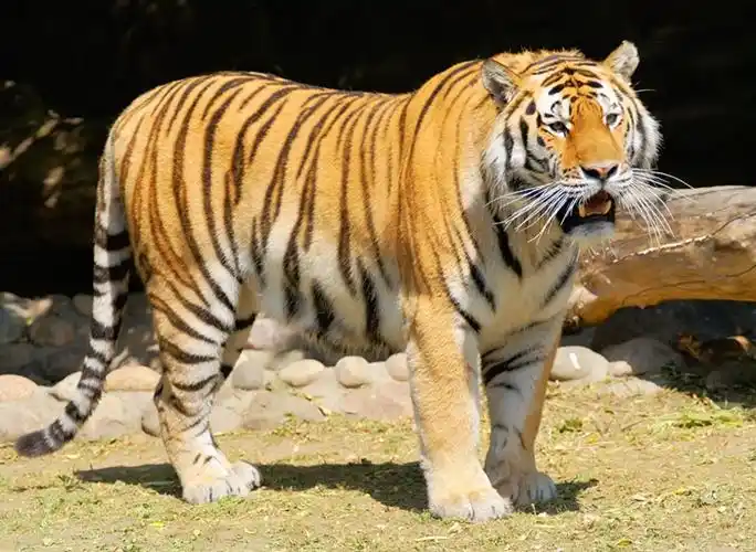 关注近日老虎咬死人事件,回眸旧时大合浦"大虫"踪迹