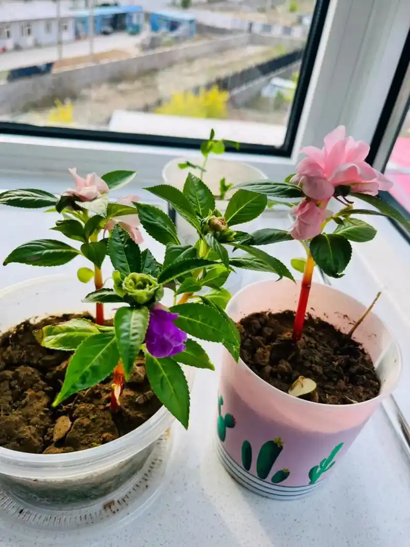 静待花开 和孩子一起科学实践……凤仙花开花了98 - 抖音