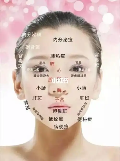 面部斑痘对应脏腑图