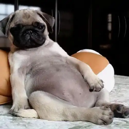 丑萌的感觉 它不仅懒,还不爱运动 更是个吃货 最重要的是它是易胖体质