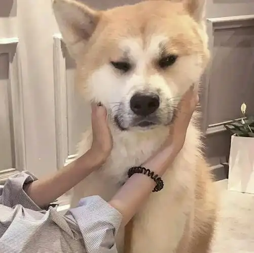 男朋友不是人系列情侣头像