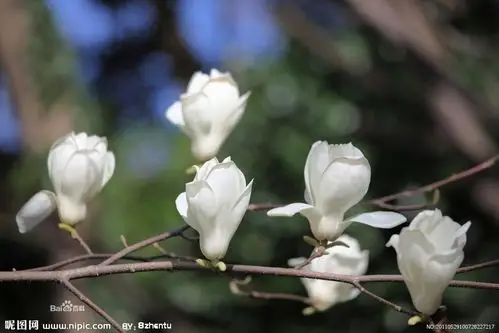 丹阳市民广场上盛开的是木兰花还是木棉花啊?