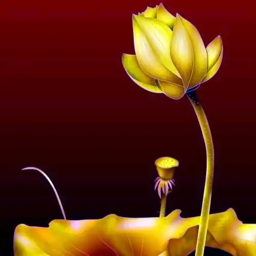 佛系图片头像禅意荷花 独一无二的佛系莲花图片微信头像_微信头像