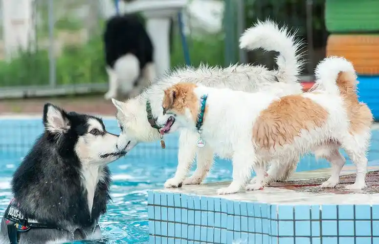 太空狗宠物摄影 波波和小伙伴们的夏日泳池