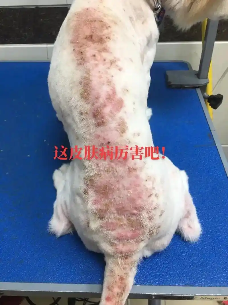 5岁的小狗狗被这皮肤病折磨的