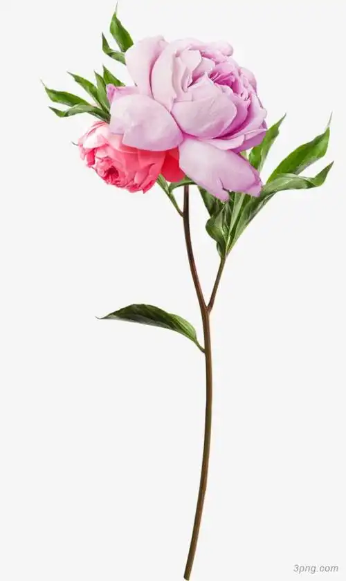 粉紫色牡丹花朵花枝 冒险家的旅程か★采集到——花朵png素材透明免抠