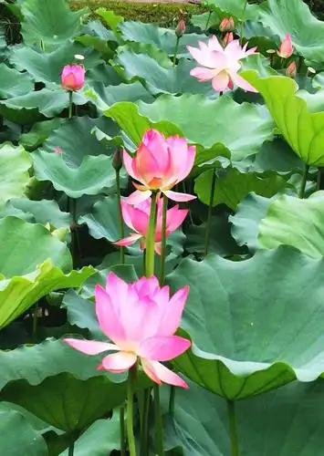 这就是缘分,相聚在佛山亚艺荷花公园