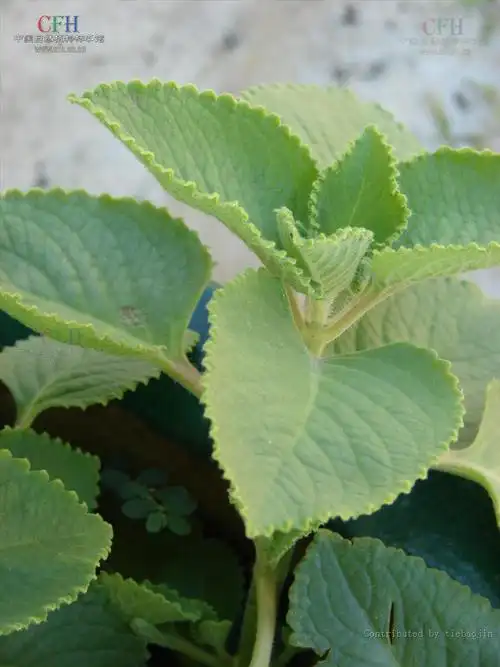 为报春花科植物细梗香草 i>lysimachia capillipes  /i>hemsl.的全草.