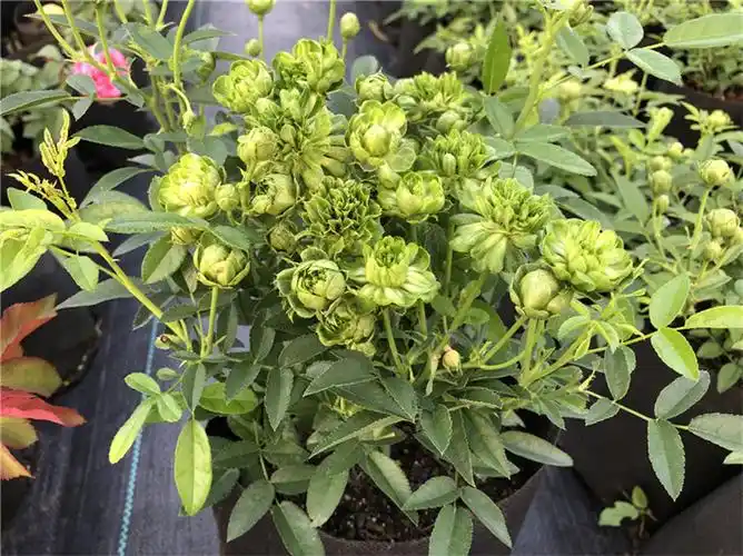 雨花蝶 绿萼中国古老月季花苗珍稀品种绿叶花帝君袍小花很特别花卉