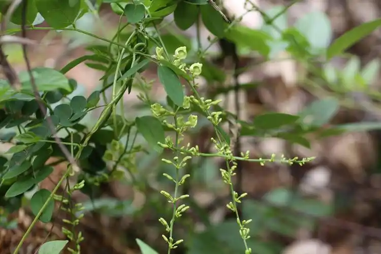 庆元植物1407豆科土圞儿属土圞儿