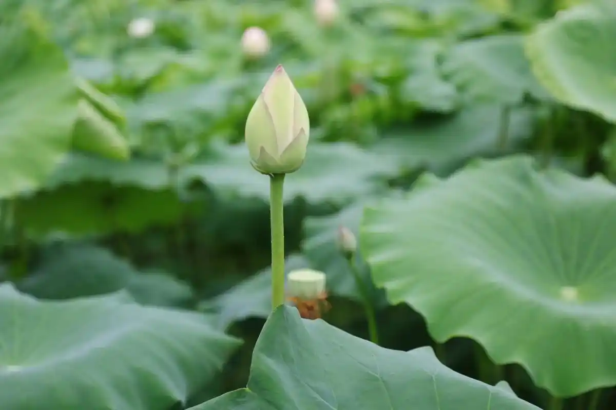 "小荷才露尖尖角,早有蜻蜓立上头"#治愈 #荷花 #摄影 # - 抖音