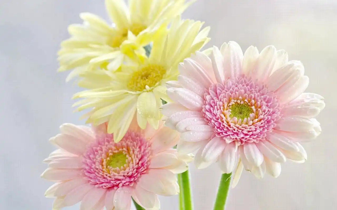 简约可爱的小清新花卉图片桌面壁纸高清大图预览1920x1080_风景壁纸下