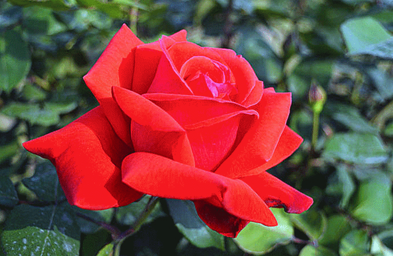 一一一一美丽的花朵陪伴你!