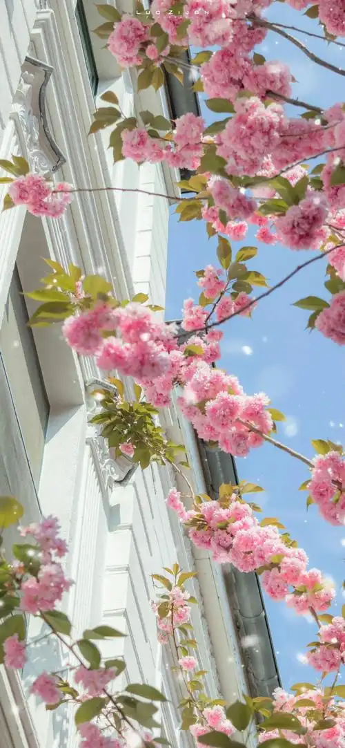 新年好运指南##壁纸##2024好运锦鲤壁纸##龙年大吉##好运2024