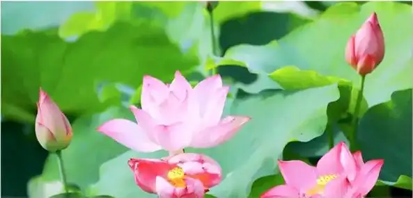 地铁公交直达!广州万朵粉色花海大爆发