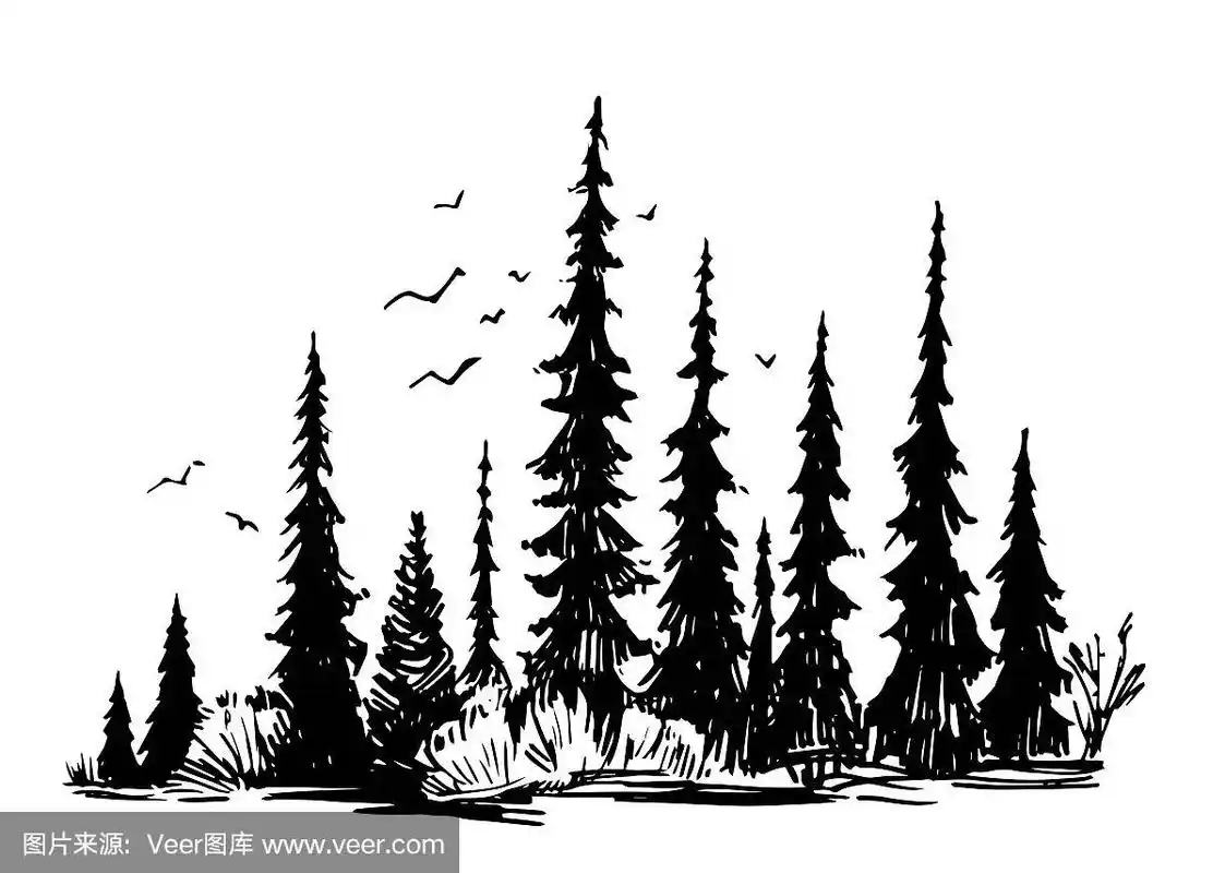 手绘森林素描.轮廓的树木.矢量图