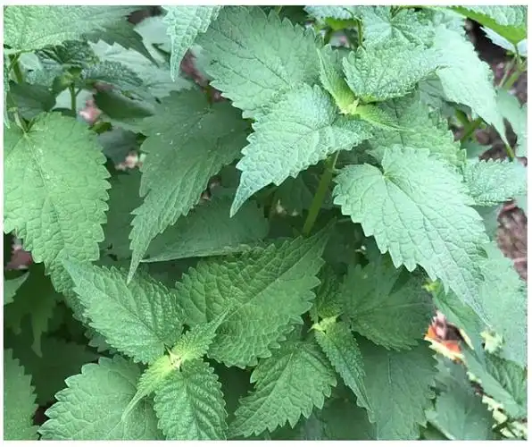 四川藿香叶(发顺丰)新鲜带杆鱼香叶 木香子鱼香菜豆花蘸料 5斤【图片