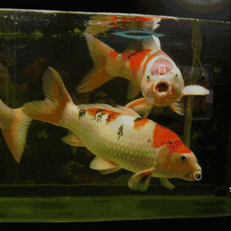 小寒到,送你转运锦鲤祝你2023鱼跃龙门鱼在水