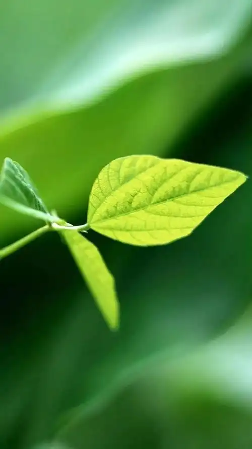 高清微信护眼图,选1张当聊天背景图吧!_眼睛