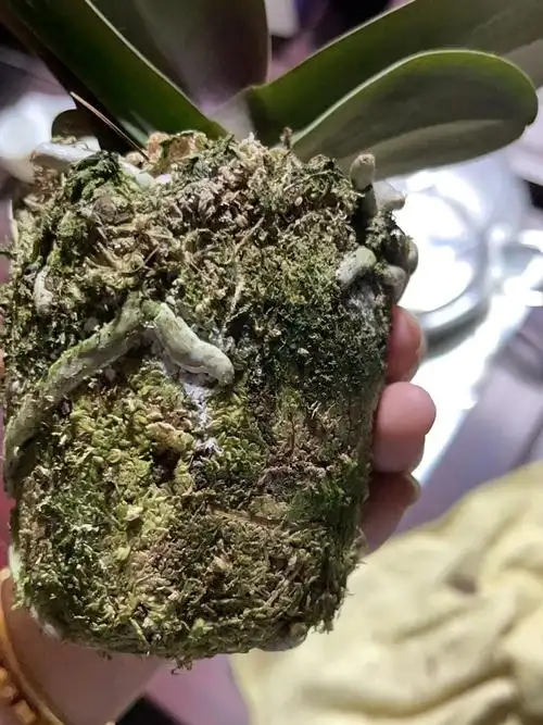 蝴蝶兰长霉菌了