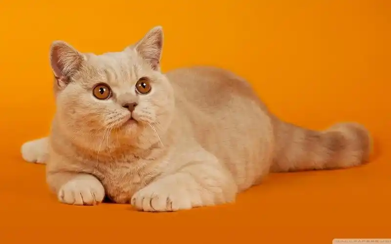 精选调皮可爱猫咪高清桌面壁纸分享!