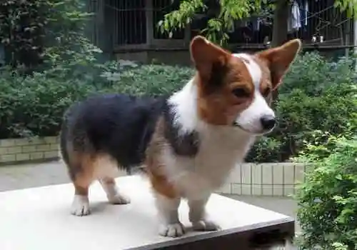 无尾狗 柯基犬为什么都没有尾巴?纯种的柯基犬多少钱一只