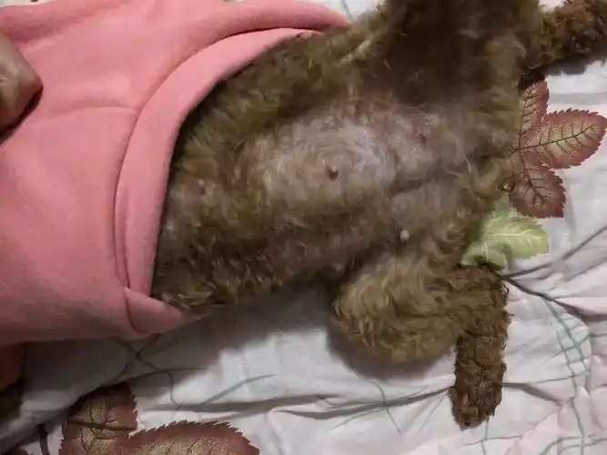 迪迪怀孕生子篇