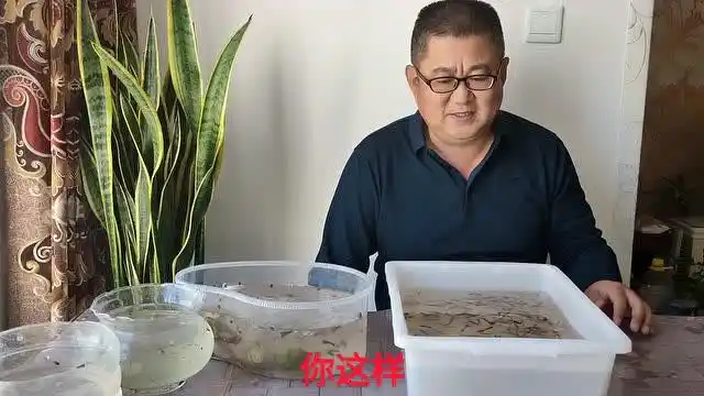 子非鱼安知鱼之乐余月和朋友谈养孔雀鱼聊到最后竟然夸自己脸红不