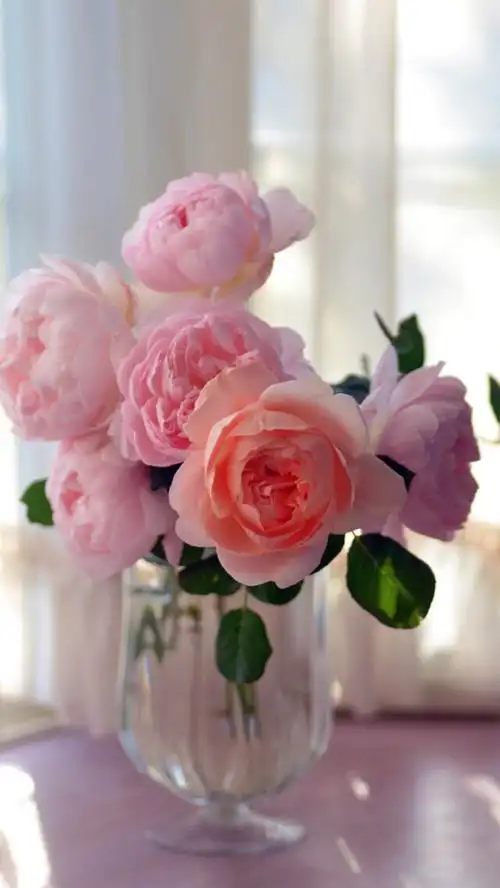 【虎斑收录】高清壁纸 植物 花卉 唯美图片 优美图片