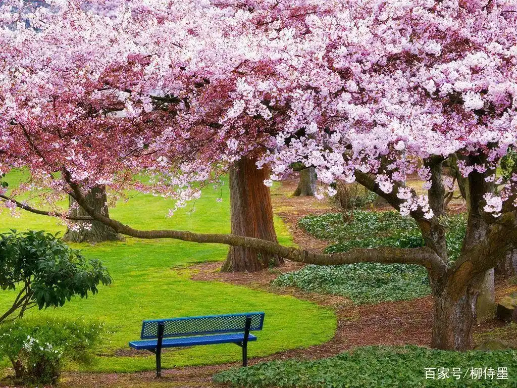 简单三步,8个字摄影口诀,拍好春天的风景照片