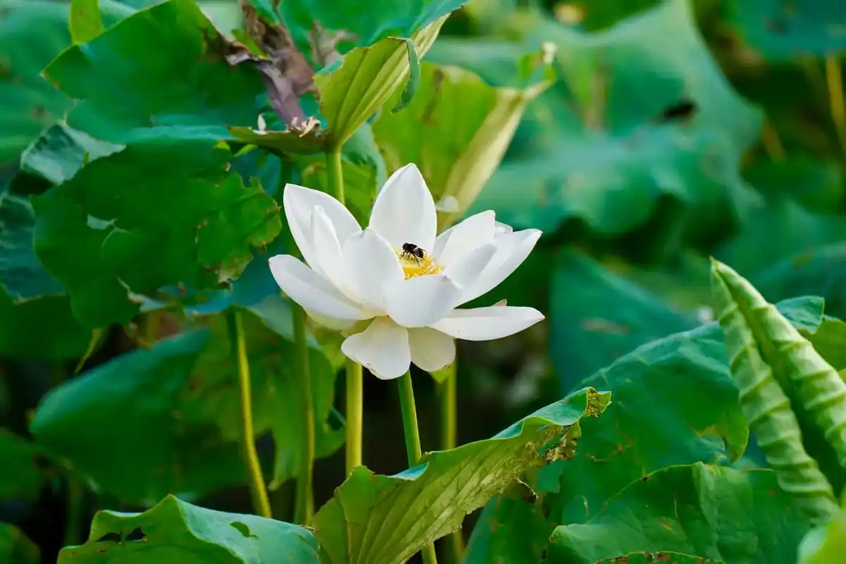 六月赏荷花,#夏日荷花 #美丽中国 #北京 #荷花 #摄影  - 抖音