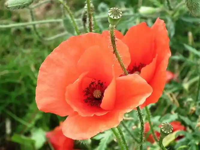 各种颜色妖冶魅惑的罂粟花图片