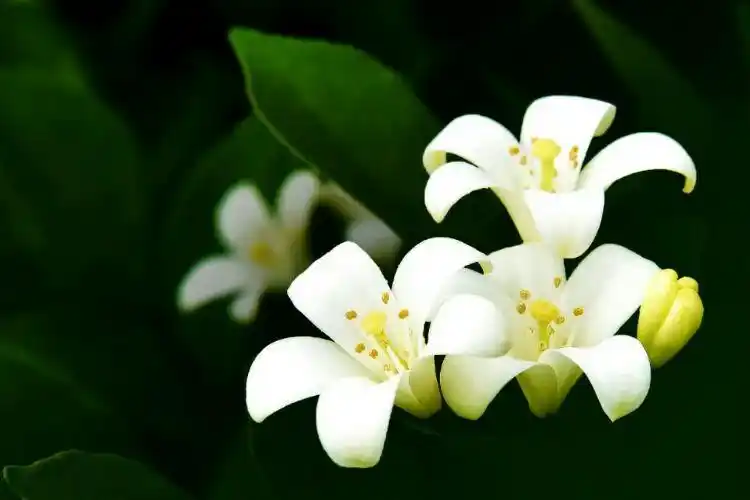 细小孱弱,偏处一角的七里香