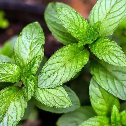 哪种薄荷不能吃-怎么辨认薄荷是不是可以食用 可食用薄荷和不可食用