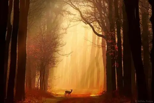 我想迷失在这样的森林里 - 治愈系图片 - 壹心理