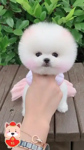 呆萌可爱的一只小奶狗,谁看见能不爱啊!