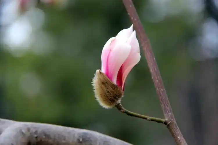含苞待放的玉兰花