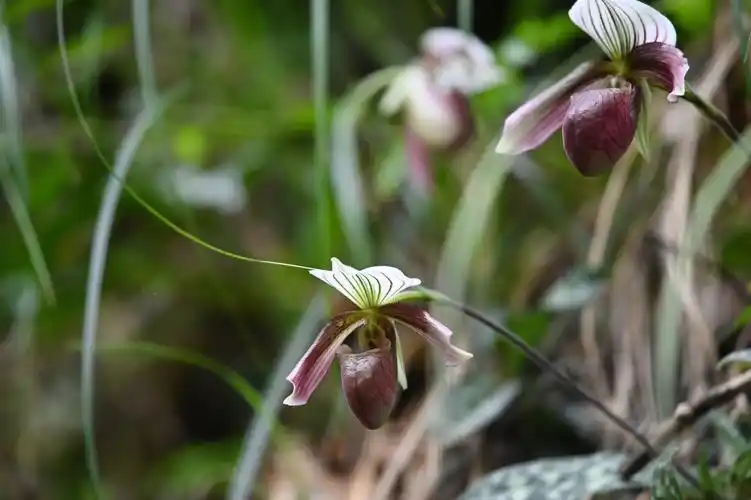 广东河源国家一级保护野生植物紫纹兜兰迎来盛花期