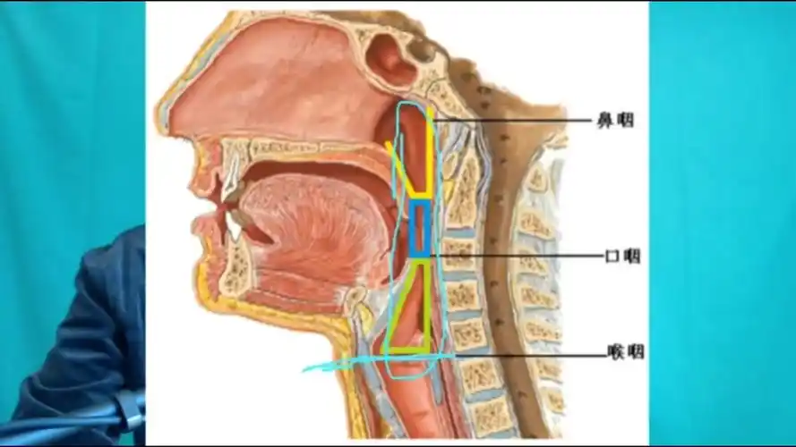 咽音练声法歌唱发声技巧咽腔才是最直接最重要的共鸣腔咽音声乐唱