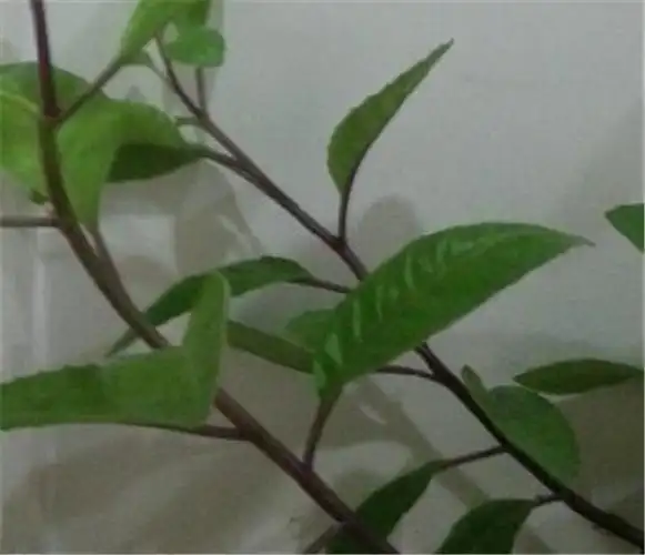 a,地址选择:金鸡毛草(cynura divaricata)是适应性广的植物.