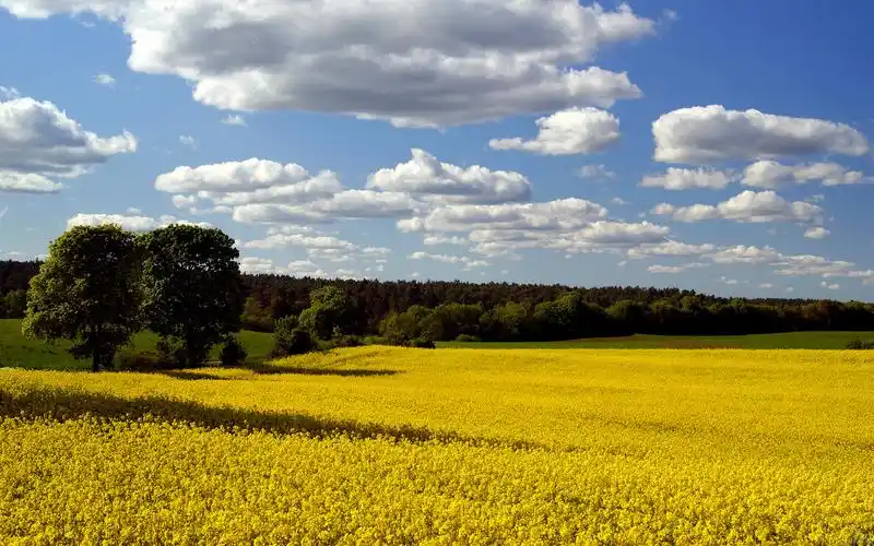 唯美的田园风光好看麦田风景图片桌面壁纸高清下载(3)