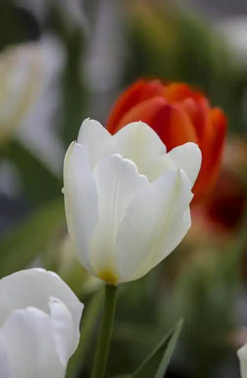 2021迎春花展 温泉公园