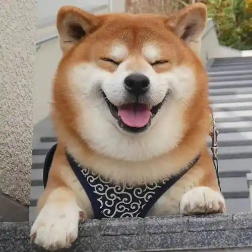 笑容_治愈_萌狗