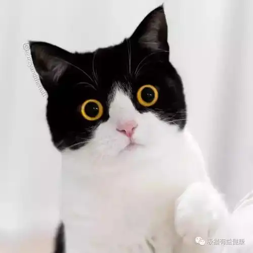 大口吸猫:这对爆红的英国短毛猫,简直是行走的表情包啊!