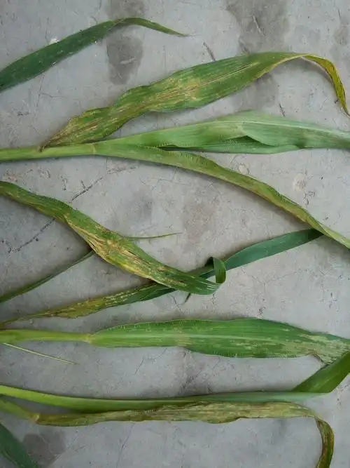 谷子白发病怎么防治?请各位大仙指点一二,谢谢